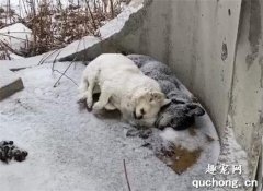 <b>这天，一黑一白两只狗狗在冰雪天中，相互依偎着去世了…</b>