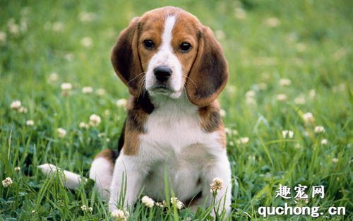 如何预防和治疗狗狗的胃肠炎?