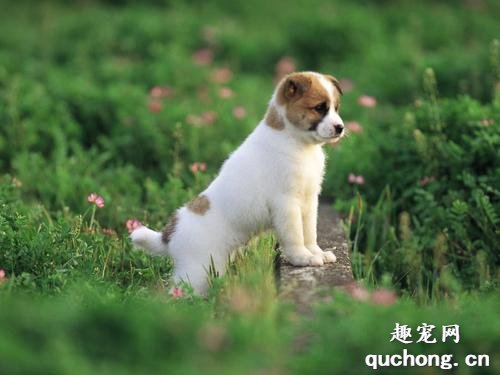 幼犬刚到家“需谨慎”,6大禁忌绝不能犯!