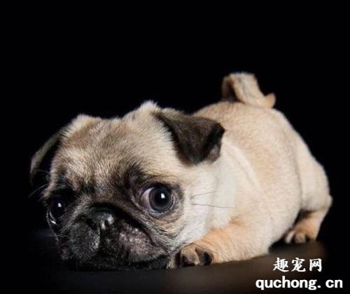 怎样防治犬焦虫病?