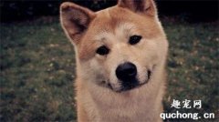 <b>如何防治犬耳痒螨病?</b>