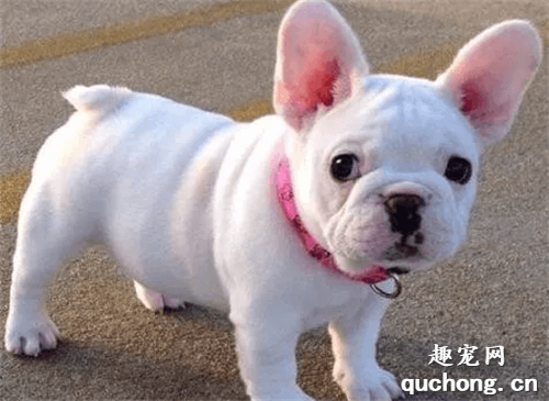 如何防治犬耳痒螨病?