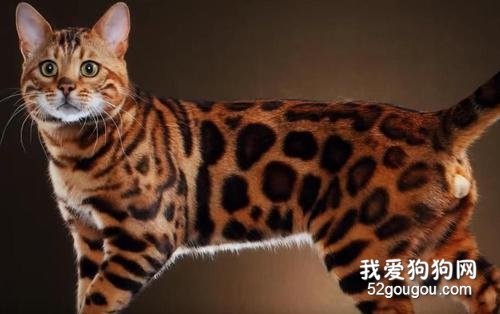 孟加拉豹猫品种有什么特点?饲养孟加拉猫要注意什么?