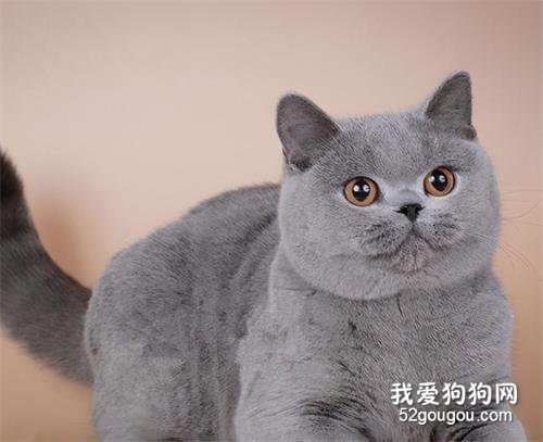 世界十大最温顺的猫咪品种排名