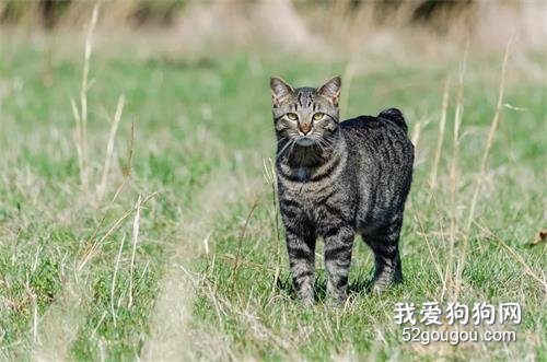 世界十大最温顺的猫咪品种排名