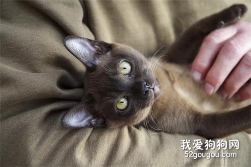 世界十大最温顺的猫咪品种排名