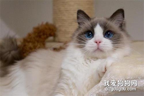 全球10大最美的猫咪品种,你喜欢哪种?