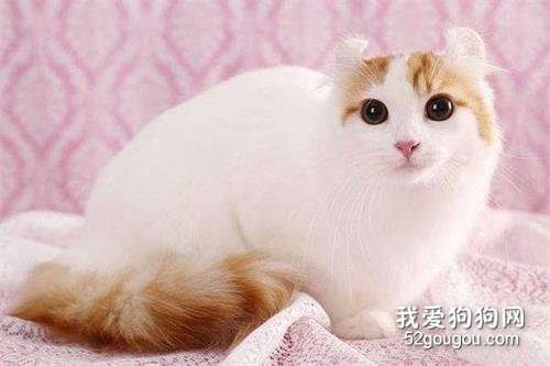 全球10大最美的猫咪品种,你喜欢哪种?