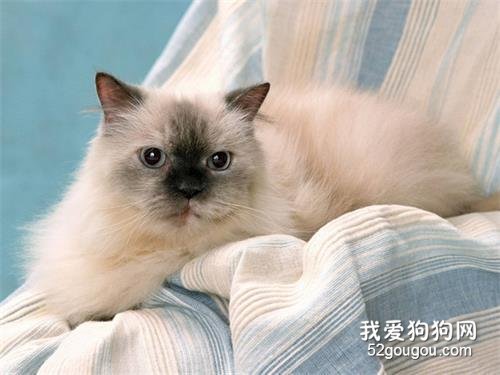 全球10大最美的猫咪品种,你喜欢哪种?