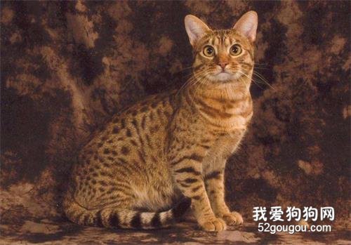 全球10大最美的猫咪品种,你喜欢哪种?