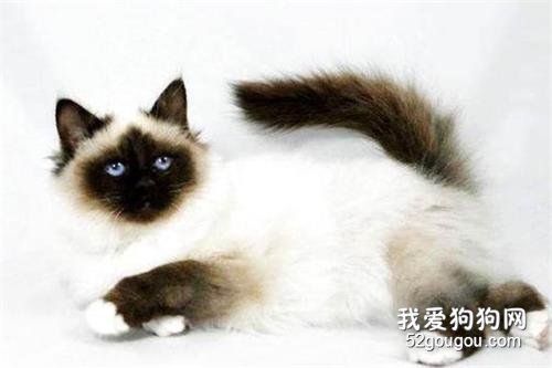 全球10大最美的猫咪品种,你喜欢哪种?