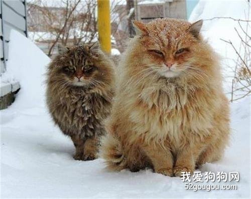 全球10大最美的猫咪品种,你喜欢哪种?