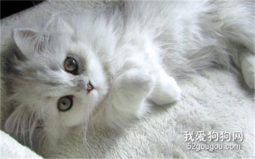 全球10大最美的猫咪品种,你喜欢哪种?