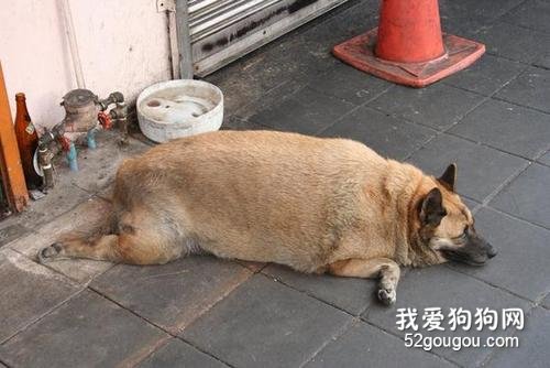 如何防止狗变得肥胖和懒惰?