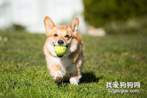 如何防止狗变得肥胖和懒惰?