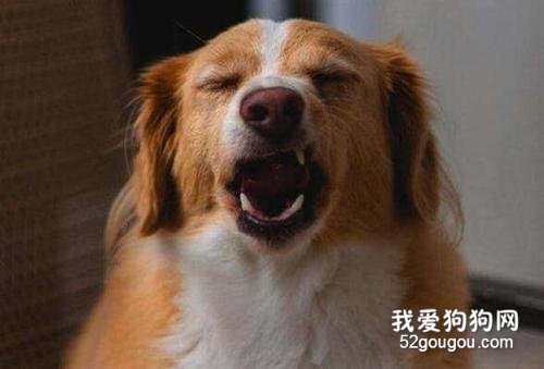 狗狗为什么会突然打喷嚏?主人应该注意这6个原因