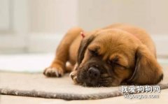 <b>宠物狗狗拉稀怎么办？</b>