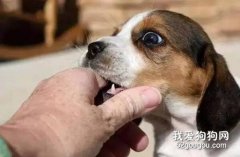 <b>怎么避免宠物狗咬人？该如何调教狗狗咬人的行为</b>