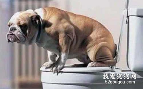 如何训练成年狗狗在家上厕所