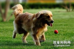 <b>如何训练狗狗捡球，训练狗狗捡球教程？</b>