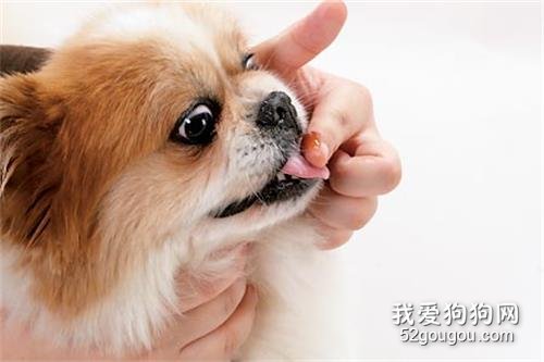 如何正确的给宠物狗喂药?