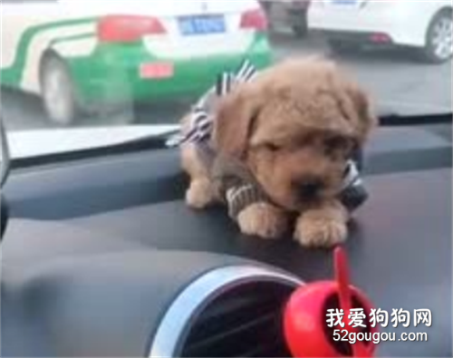<b>车上的这只小狗狗，一动不动还以为是假的…</b>