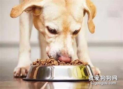 为什么洋葱和大蒜，狗狗不能吃？