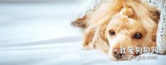 <b>宠物狗家庭用品中毒和急救方法</b>