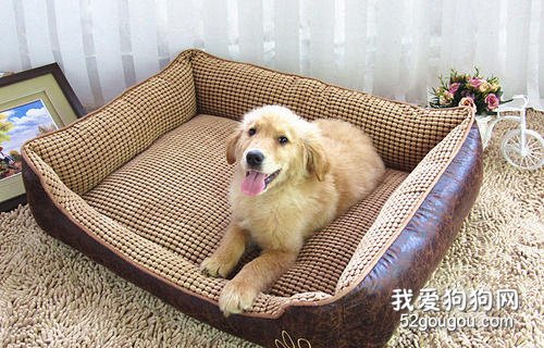 养狗之前需要准备哪些东西