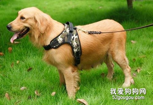 养狗之前需要准备哪些东西