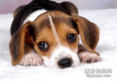 <b>宠物狗牙齿、耳朵和牙齿的清理方法</b>