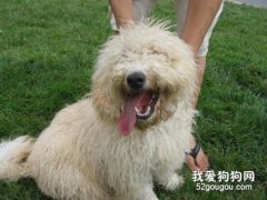 波利犬被毛的护理方法