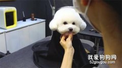 <b>比熊犬的日常护理 比熊犬护理教程</b>