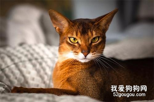 5个最好玩的猫咪品种,送给爱玩猫咪的人