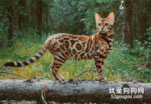 5个最好玩的猫咪品种,送给爱玩猫咪的人