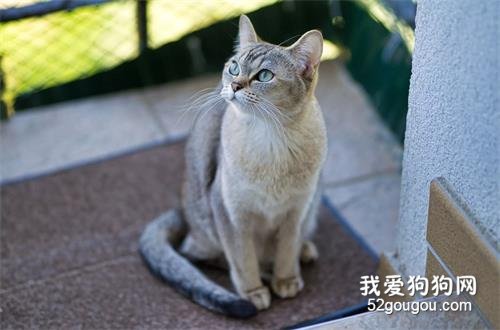 5个最好玩的猫咪品种,送给爱玩猫咪的人