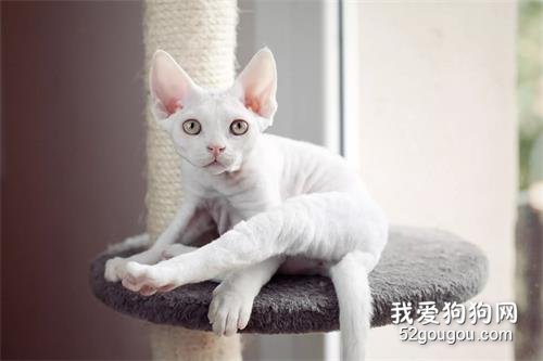 5个最好玩的猫咪品种,送给爱玩猫咪的人