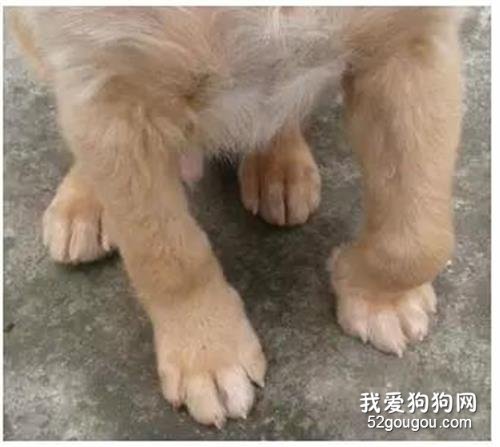 狗狗为什么会脚臭？