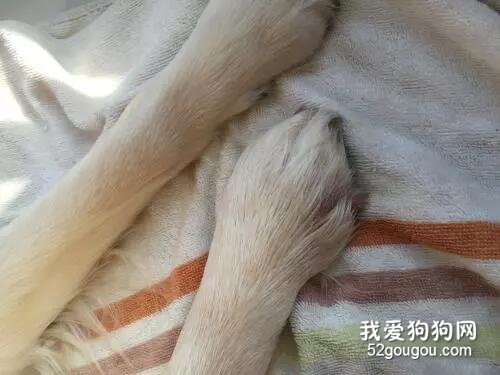 狗狗为什么会脚臭？