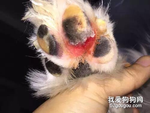 狗狗为什么会脚臭？
