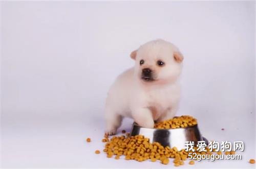 狗狗“便秘”吃什么最管用？推荐这7种食物