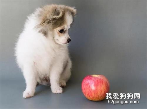 狗狗“便秘”吃什么最管用？推荐这7种食物