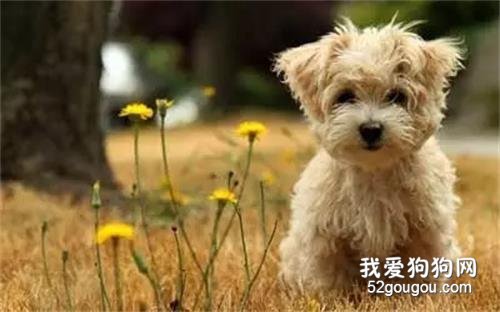 狗狗眼屎多是上火还是炎症?
