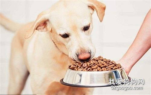 狗狗眼屎多是上火还是炎症?