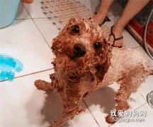 <b>泰迪犬多久洗一次澡？</b>