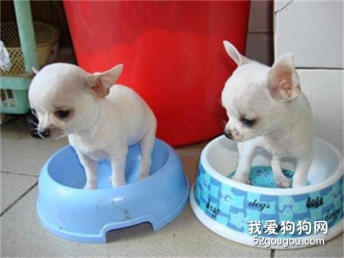 饲养吉娃娃犬一定要注意的三大禁忌