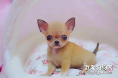 <b>防止被吉娃娃犬咬伤的方法</b>