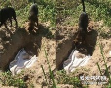 <b>失去同伴的两只狗狗，用嘴和爪子挖土将同伴埋葬，坚守在墓地旁</b>