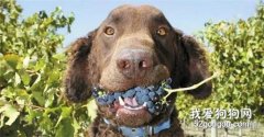 <b>为什么狗不能吃葡萄？答案是...</b>