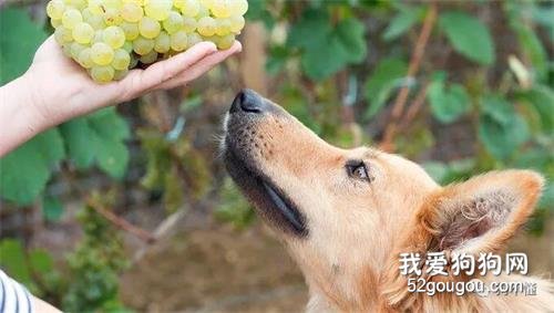 为什么狗不能吃葡萄?答案是...